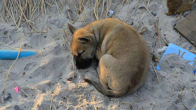 一只小狗独自睡在沙滩上。视频素材