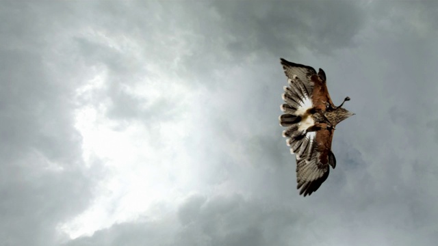 高清超慢莫:哈里斯鷹飛越天空視頻素材
