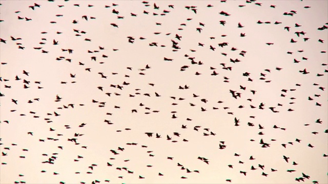 一群椋鸟在夕阳下喃喃自语/犹太，以色列视频下载