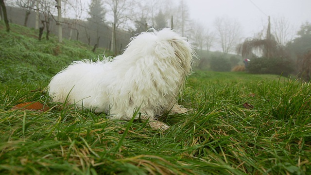 高清超级慢镜头:躺在草地上的狗视频素材
