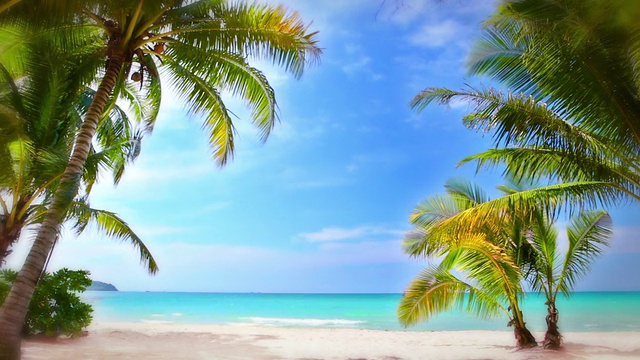 Palm和海滩。视频素材