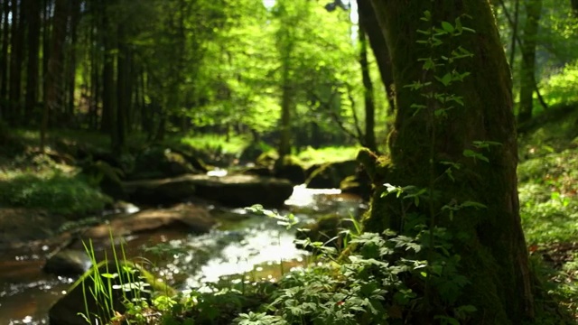 小溪在春天森林多莉拍摄视频下载