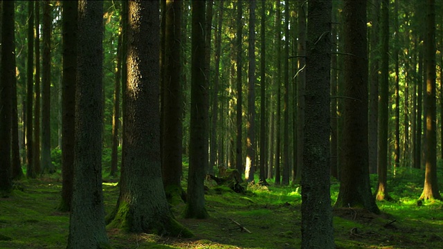 綠色森林跟蹤鏡頭視頻素材