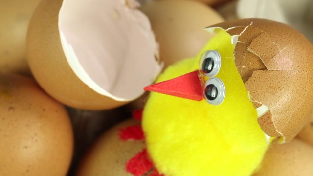 有蛋壳的小鸡视频下载
