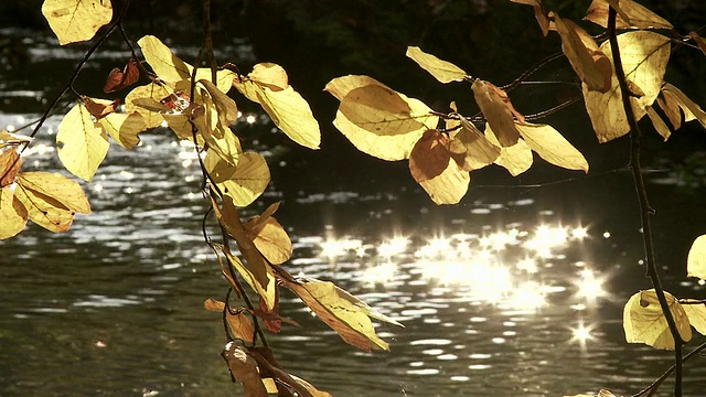 落叶在阳光下流淌视频素材