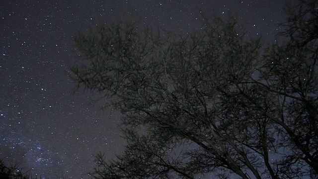 MS T/L从夜晚到白天的大树上满是星星的天空/旧金山，加利福尼亚，美国视频素材