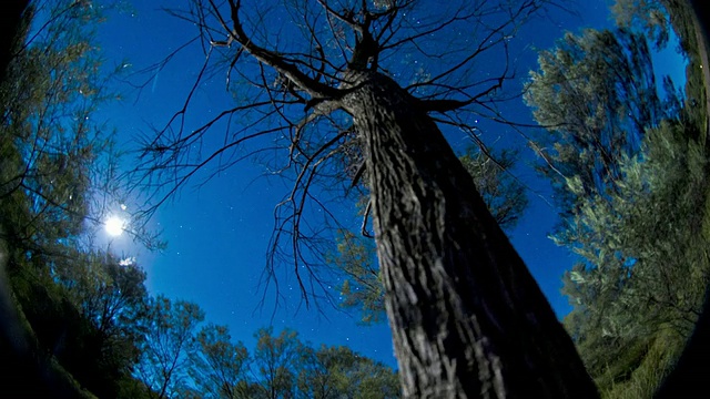 MS TU T/L拍摄于树木和夜空与月亮/ Gundabooka公园，澳大利亚视频素材