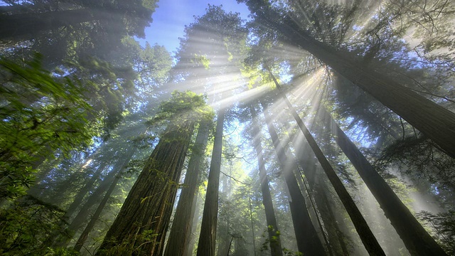 美國加州紅木森林/紅木國家公園的光線視圖視頻素材