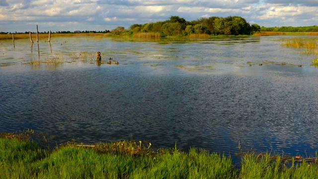 湿地景观视频素材