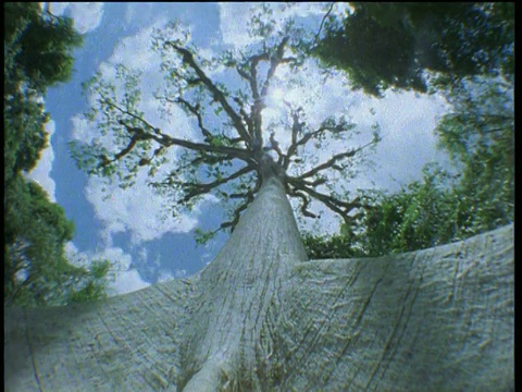蓝天白云飘过树梢，阳光在树枝间摇曳视频下载