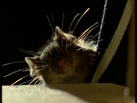 家鼠从架子上往下看，鼻子和胡须都在抽搐，低头看着相机视频素材
