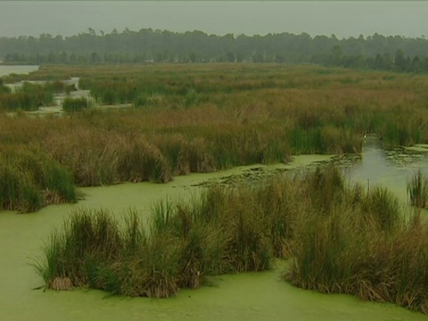 潘留下了藻类覆盖的沼泽视频下载