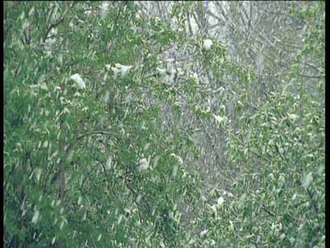 潘在英国落下的雪中留下了灌木丛视频下载