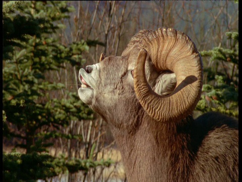 加拿大贾斯珀国家公园，雄性大角羊嗅着雌性大角羊视频素材
