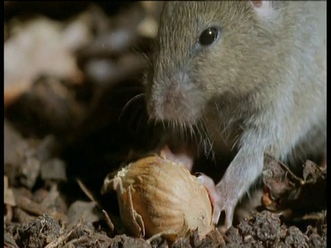 英国，家鼠吃榛子视频素材