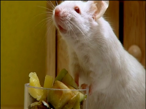 小白鼠嗅着玻璃烧杯里的水果，一口一口地啃着视频素材