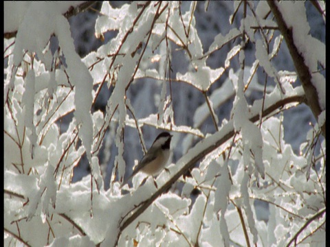 加拿大，黑顶山雀从白雪皑皑的树枝上飞下来视频下载