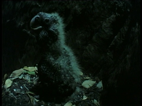 红尾黑凤头鹦鹉幼雏用嘴梳理，在巢洞里四处张望视频素材