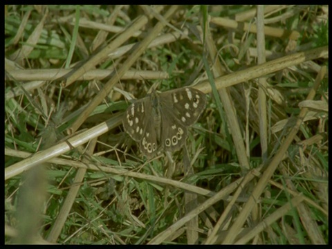 德文郡作物茎上的斑点木蝴蝶视频下载