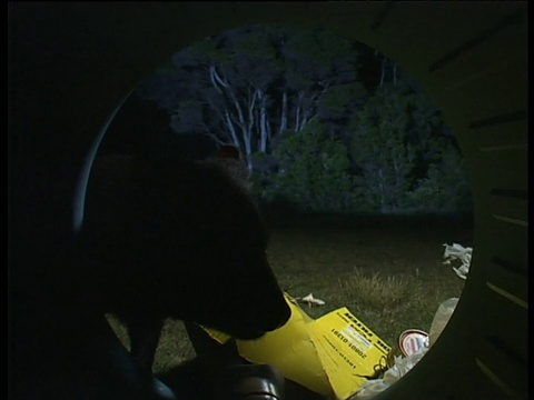 塔斯马尼亚州史密斯顿市，袋獾在夜间翻倒的垃圾箱里搜寻垃圾视频素材