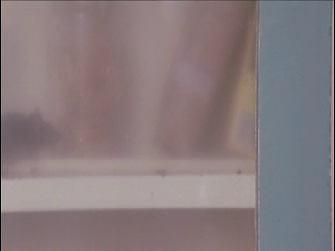南非，家鼠在厨房橱柜门的磨砂玻璃后面觅食视频素材