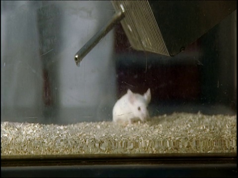 实验室里的白老鼠在笼子里游荡视频素材