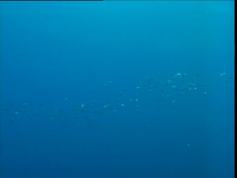 加利福尼亚，鱼群在鱼线中游动视频下载