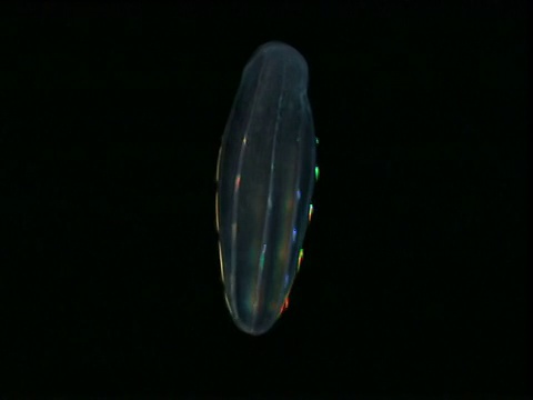 纤毛拍打着贝洛栉水母，创造出彩虹色视频素材