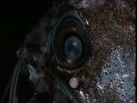 墨西哥海湾，长尾蛇鱼的头部被短暂照亮视频素材
