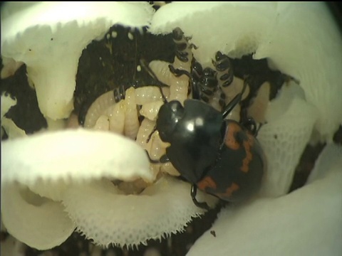 真菌甲虫守卫着它的一窝幼虫视频下载