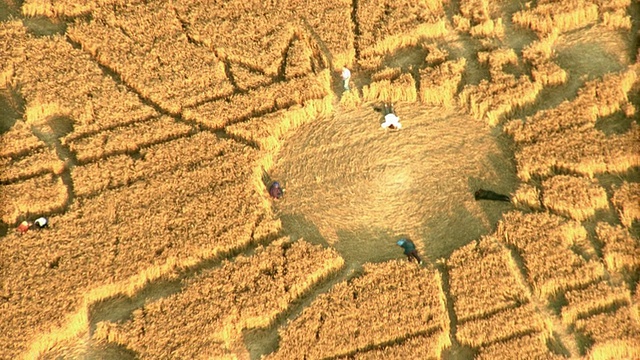英国威尔特郡，金色田野，空中放大+缩小圆形螺旋麦田视频下载