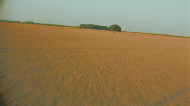 在金色麦田里的一棵空中的单树/ Shottesbrooke，伯克郡，英格兰视频素材