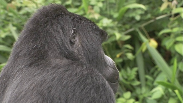 一只山地大猩猩栖息在丛林中。高清。视频素材