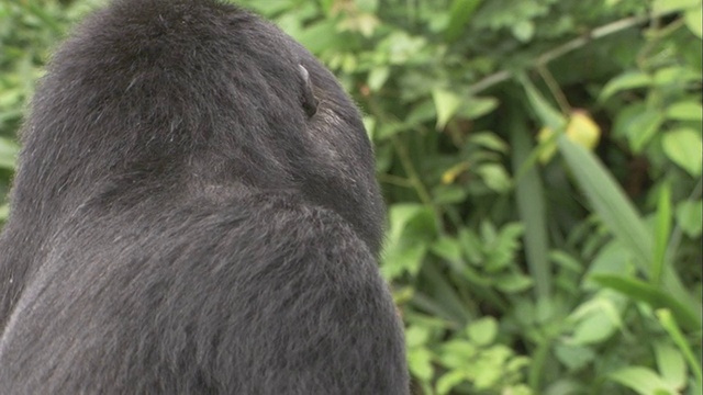 一只山地大猩猩栖息在丛林中。高清。视频素材