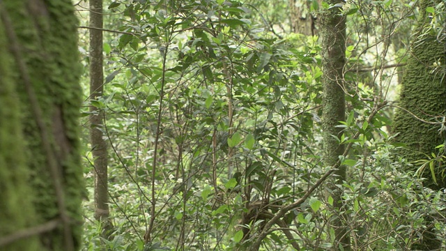 一只母山地大猩猩背上驮着一个婴儿从树枝上下来。高清。视频素材