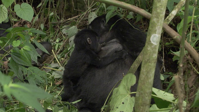 一只母山地大猩猩抱着它的婴儿吮吸奶。高清。视频素材