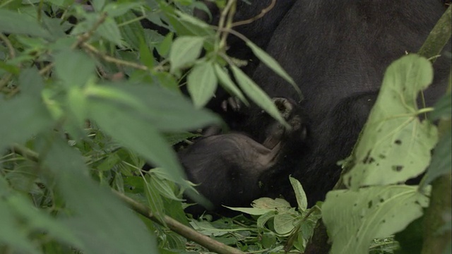 一只幼年大猩猩在哺乳时扭动着身体。高清。视频素材