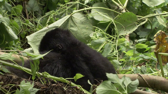 一只小山地大猩猩爬过树枝拥抱它的妈妈。高清。视频素材