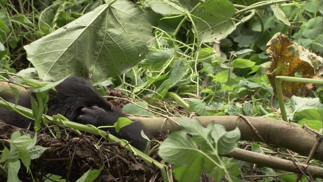 一只幼年山地大猩猩爬过树枝，然后拥抱它的母亲。高清。视频素材