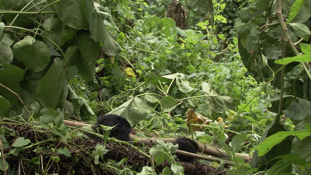 一只幼年山地大猩猩拥抱了它的母亲，然后离开了。高清。视频素材