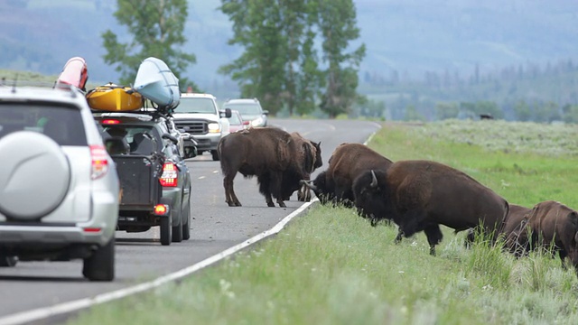 怀俄明州黄石公园拉马尔谷的野牛交通堵塞视频素材