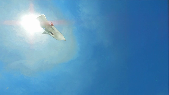 和平鸽飞越天空(超慢镜头)视频素材