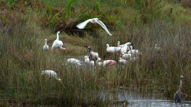佛罗里达湿地上的鸟类视频下载