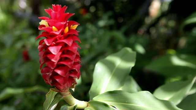 一个红色花的特写，姜螺旋，木香螺旋视频素材
