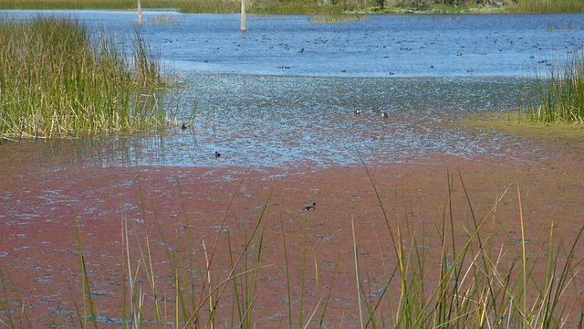 美丽多彩的湿地景观与鸟类视频素材