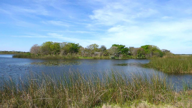 风景优美，宁静的佛罗里达湿地在冬天视频素材