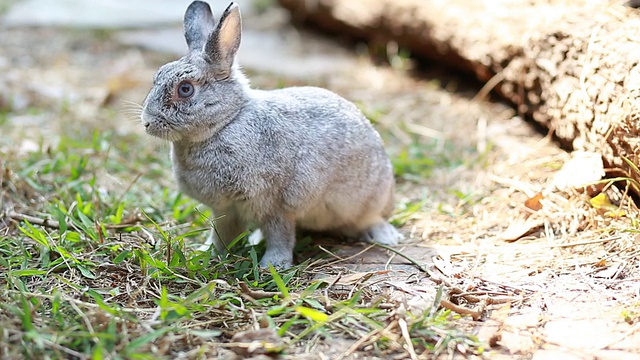 兔子在草地上视频素材