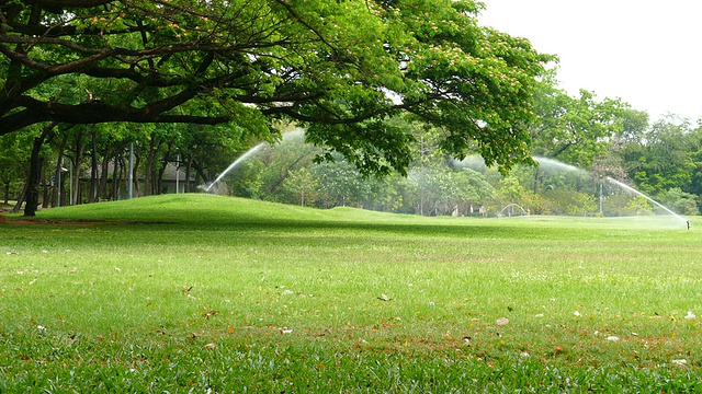 绿色的草坪和大树在绿色公园视频素材