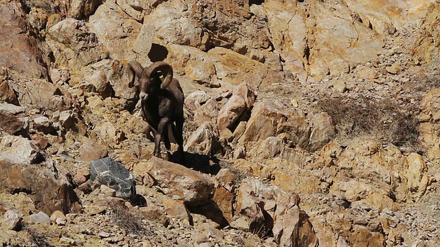 大角羊、公羊沿着五颜六色的岩石斜坡行走的照片/美国科罗拉多州乔治城视频素材