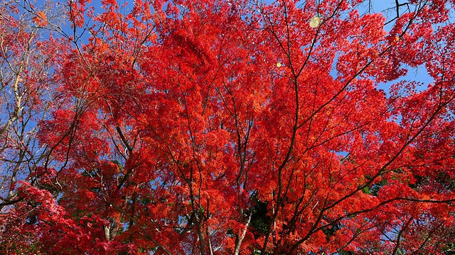 日本枫叶在秋季移动滑块拍摄在小石川园视频下载